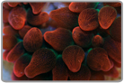 Metallic Rose Bubble Anemone